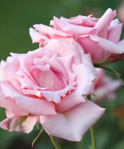 Tiffany Pink Rose Live Plant - Hybrid Tea Bush, 4-6