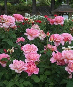 Tiffany Pink Rose Live Plant - Hybrid Tea Bush, 4-6