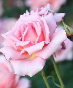 Tiffany Pink Rose Live Plant - Hybrid Tea Bush, 4-6
