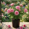 Tiffany Pink Rose Live Plant - Hybrid Tea Bush, 4-6" Tall, Fragrant Blooms, Outdoor - Image 1