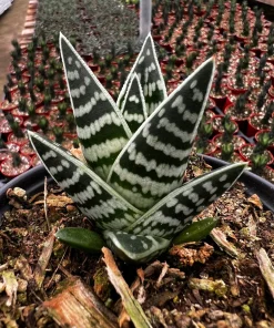 Tiger Aloe Live Plant - Aloe Variegata Succulent in 4 inch Pot - Image 2