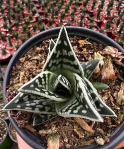 Tiger Aloe Live Plant - Aloe Variegata Succulent in 4 inch Pot - Image 3