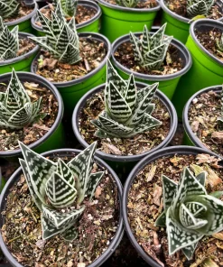 Tiger Aloe Live Plant - Aloe Variegata Succulent in 4 inch Pot - Image 4
