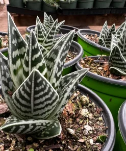 Tiger Aloe Live Plant - Aloe Variegata Succulent in 4 inch Pot - Image 5