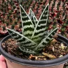 Tiger Aloe Live Plant - Aloe Variegata Succulent in 4 inch Pot - Image 1