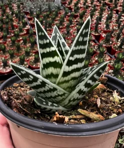 Tiger Aloe Live Plant - Aloe Variegata Succulent in 4 inch Pot - Image 1