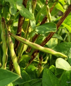 Tiger's Eye Bean Seeds – 25 Heirloom Bush Bean Seeds with Speckled Pods, Nutty Flavor - Image 2