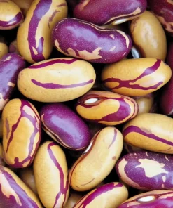 Tiger's Eye Bean Seeds – 25 Heirloom Bush Bean Seeds with Speckled Pods, Nutty Flavor - Image 3