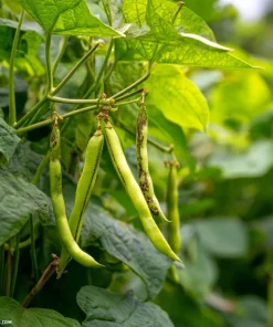Tiger's Eye Bean Seeds – 25 Heirloom Bush Bean Seeds with Speckled Pods, Nutty Flavor - Image 4