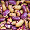 Tiger's Eye Bean Seeds – 25 Heirloom Bush Bean Seeds with Speckled Pods, Nutty Flavor - Image 1