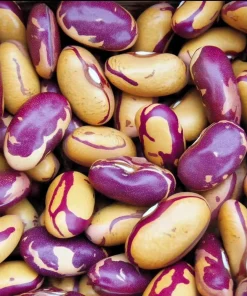 Tiger's Eye Bean Seeds – 25 Heirloom Bush Bean Seeds with Speckled Pods, Nutty Flavor - Image 1