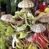 Tillandsia Air Plants Collection – Live Houseplants for Terrariums & Decor - Image 1