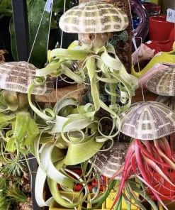 Tillandsia Air Plants Collection – Live Houseplants for Terrariums & Decor - Image 1