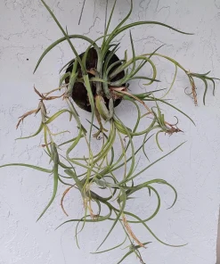 Tillandsia Intermedia Live Air Plant - Unique Curly Leaf Tillandsia - Image 2