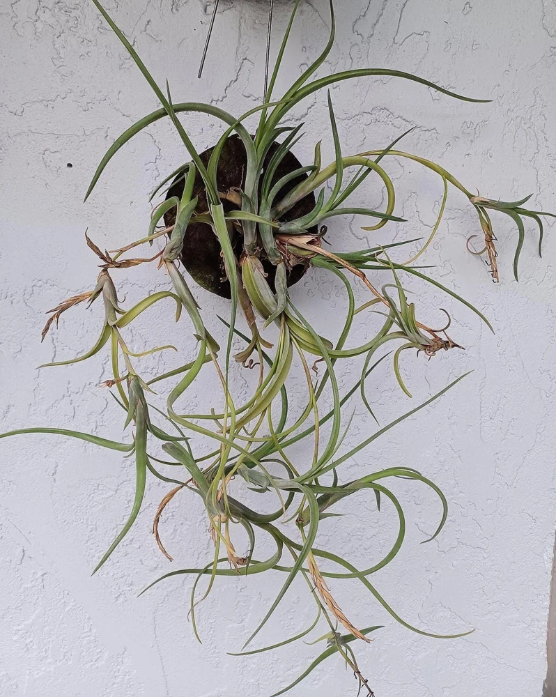 Tillandsia Intermedia Live Air Plant - Unique Curly Leaf Tillandsia - Image 2