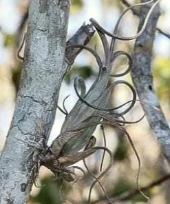 Tillandsia Intermedia Live Air Plant - Unique Curly Leaf Tillandsia - Image 3