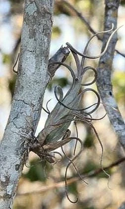 Tillandsia Intermedia Live Air Plant - Unique Curly Leaf Tillandsia - Image 3