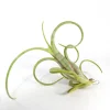 Tillandsia Intermedia Live Air Plant - Unique Curly Leaf Tillandsia - Image 1