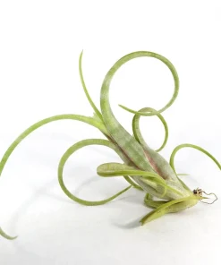 Tillandsia Intermedia Live Air Plant - Unique Curly Leaf Tillandsia - Image 1
