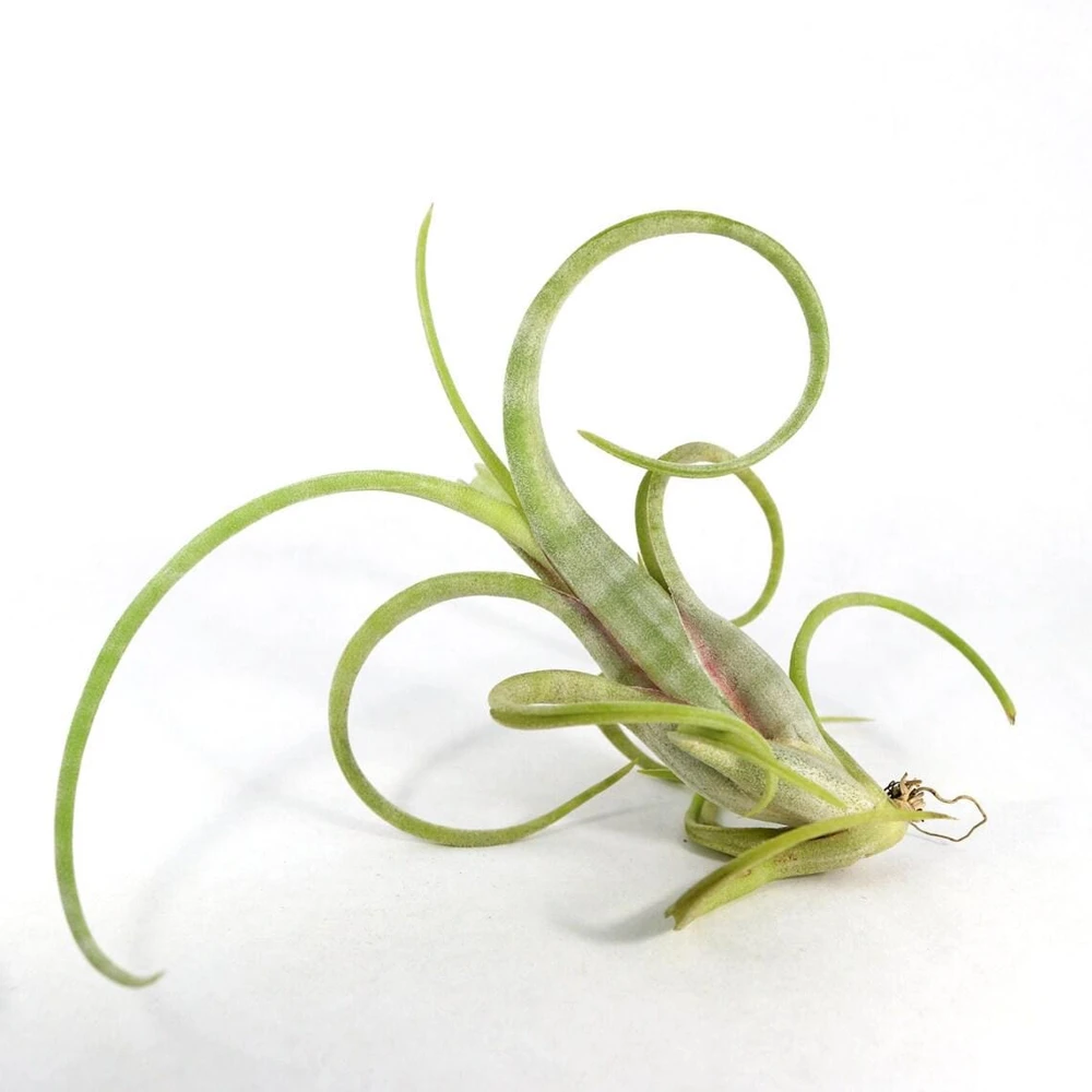 Tillandsia Intermedia Live Air Plant - Unique Curly Leaf Tillandsia - Image 1