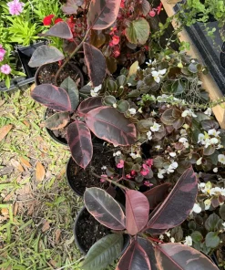 Tineke Rubber Tree Live Plant - Ficus elastica 'Tineke' Variegated Houseplant - Image 2