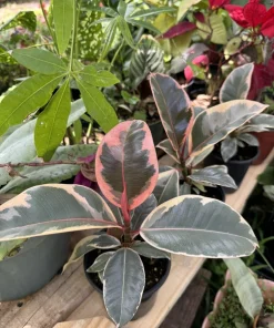 Tineke Rubber Tree Live Plant - Ficus elastica 'Tineke' Variegated Houseplant - Image 4