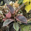 Tineke Rubber Tree Live Plant - Ficus elastica 'Tineke' Variegated Houseplant - Image 1