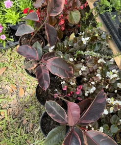 Tineke Rubber Tree Plant Ficus elastica Live Houseplant Indoor Decor - Image 2