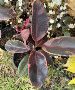Tineke Rubber Tree Plant Ficus elastica Live Houseplant Indoor Decor - Image 3