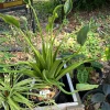 Tiny Dancer Alocasia Live Plant - Compact Elephant Ear Tropical Houseplant - Image 1