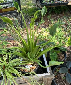 Tiny Dancer Alocasia Live Plant - Compact Elephant Ear Tropical Houseplant - Image 1