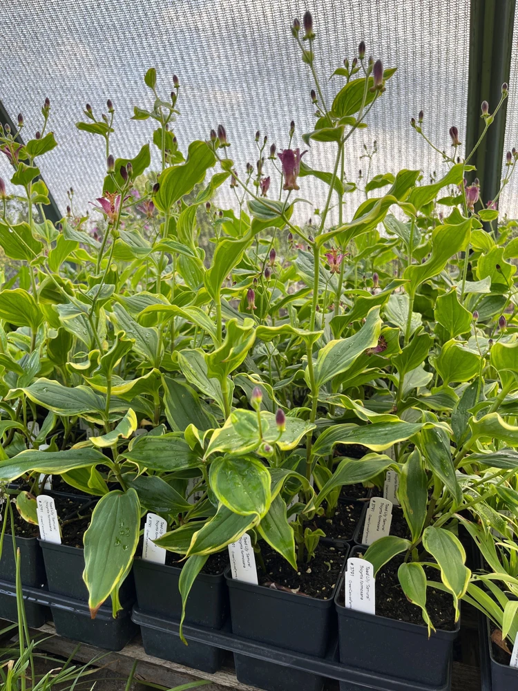 Toadlily Samurai Live Plant - Tricyrtis formosa - 1 Quart Pot - Image 2