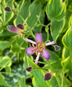 Toadlily Samurai Live Plant - Tricyrtis formosa - 1 Quart Pot - Image 1