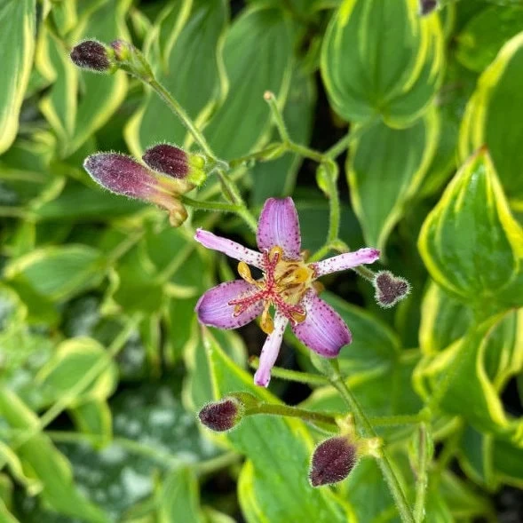 Toadlily Samurai Live Plant - Tricyrtis formosa - 1 Quart Pot - Image 1