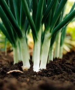 Tokyo Long White Bunching Onion Seeds - 200 Count - Mild Flavor for Gardens - Image 2