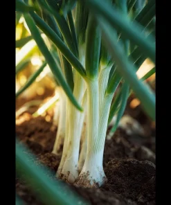 Tokyo Long White Bunching Onion Seeds - 200 Count - Mild Flavor for Gardens - Image 3