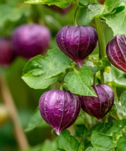 Tomatillo Purple Tomato Seeds - Heirloom Chinese Lantern, 30 Seeds - Image 3