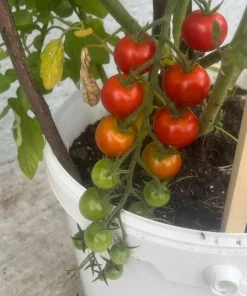Tomato Live Plant – Fresh Vegetable Garden Starter – Outdoor Edible - Image 1