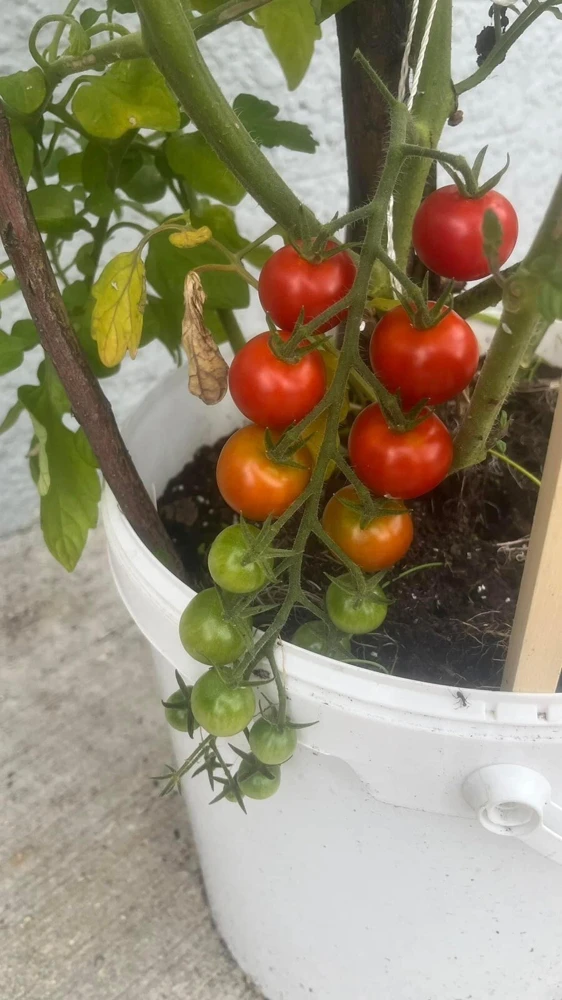 Tomato Live Plant – Fresh Vegetable Garden Starter – Outdoor Edible - Image 1