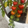 Tomato Live Plant – Healthy Vegetable Starter for Garden & Containers - Image 1