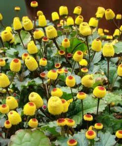 Toothache Plant Seeds 200 Count - Spilanthes Oleracea Medicinal Herb - Image 2