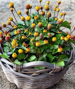 Toothache Plant Seeds 200 Count - Spilanthes Oleracea Medicinal Herb - Image 3