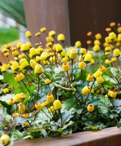 Toothache Plant Seeds 200 Count - Spilanthes Oleracea Medicinal Herb - Image 4