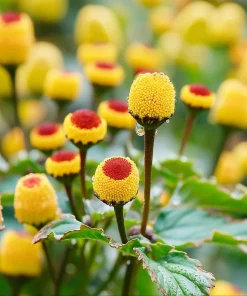 Toothache Plant Seeds 200 Count - Spilanthes Oleracea Medicinal Herb - Image 5