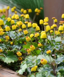 Toothache Plant Seeds 200 Count - Spilanthes Oleracea Medicinal Herb - Image 6