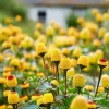 Toothache Plant Seeds 200 Count - Spilanthes Oleracea Medicinal Herb - Image 1