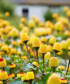 Toothache Plant Seeds 200 Count - Spilanthes Oleracea Medicinal Herb - Image 1