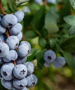 Top Hat Blueberry Bush Live Plant, 2 Pack, 5-10 Inches Tall, 4 Inch Pot - Image 2