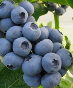 Top Hat Blueberry Bush Live Plant, 2 Pack, 5-10 Inches Tall, 4 Inch Pot - Image 3