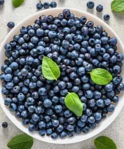 Top Hat Blueberry Bush Live Plant, 2 Pack, 5-10 Inches Tall, 4 Inch Pot - Image 4